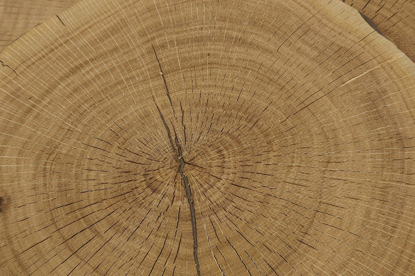 Hirnholzfurniere Rund