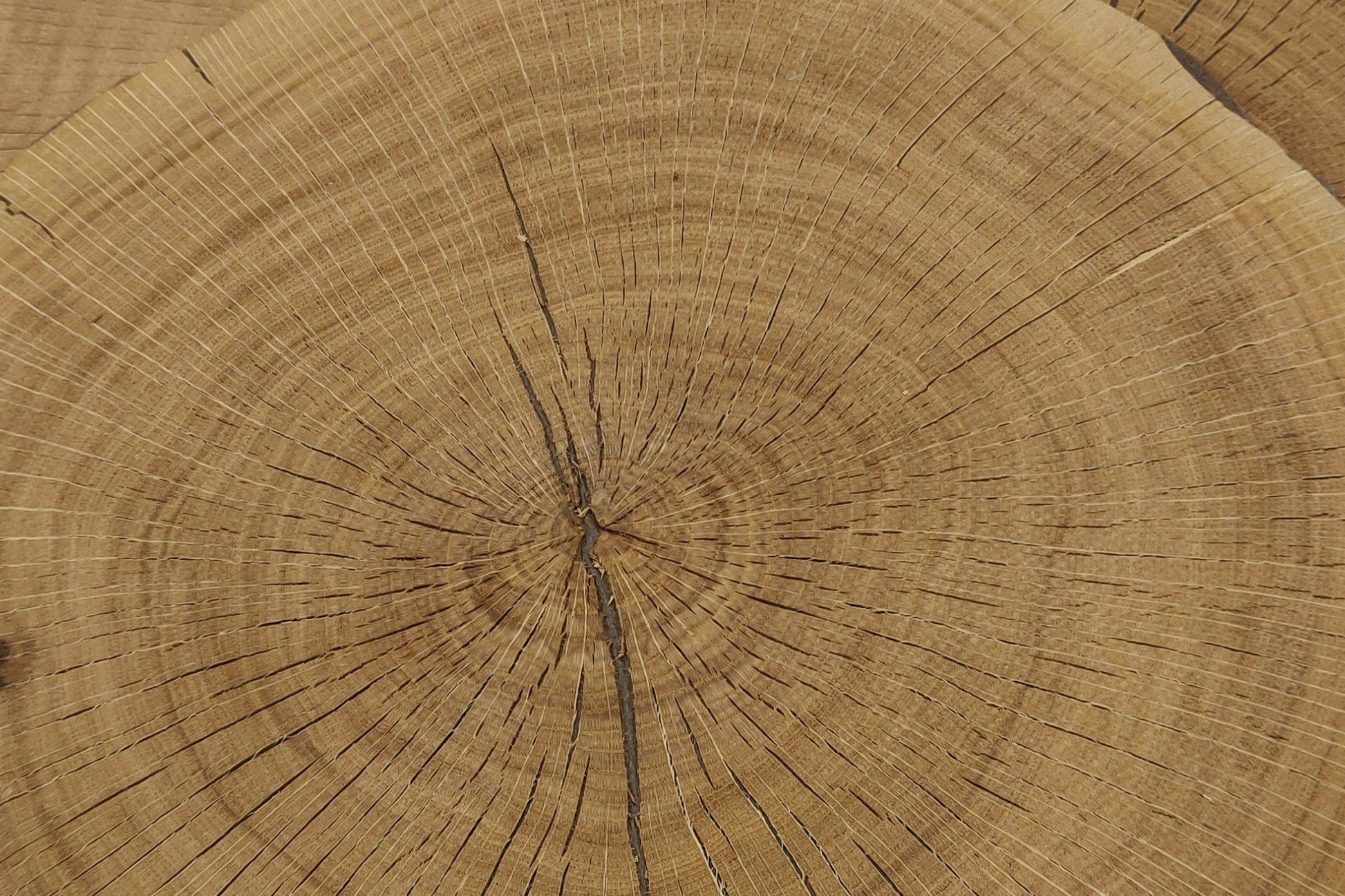 Hirnholzfurniere Rund