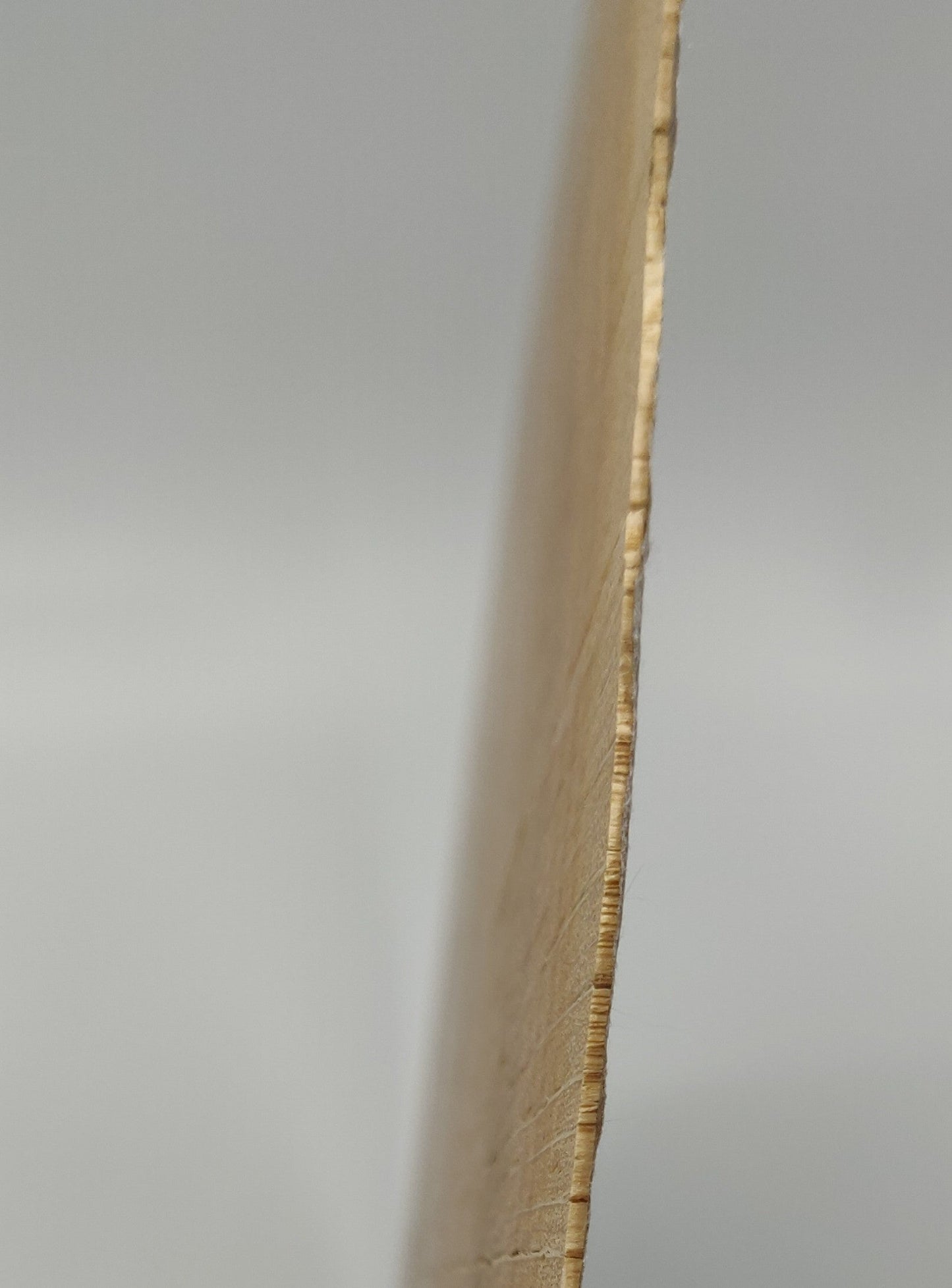 Hirnholzscheibe Seitlich